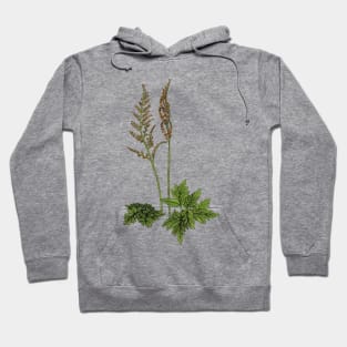 Northern Grape Fern Hoodie